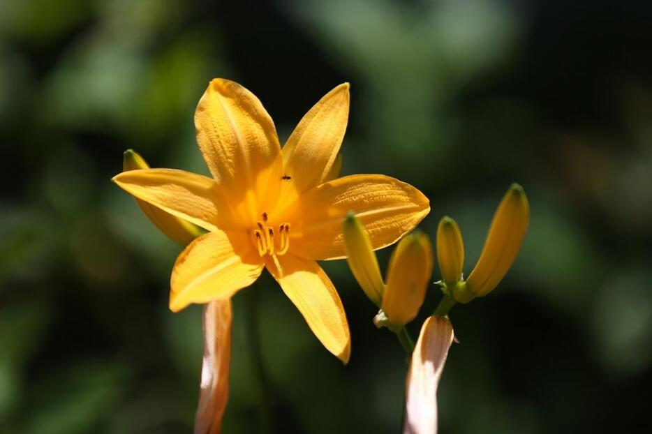 [写真]1株に5個ほどの蕾がつき、1日に1個ずつ開花する