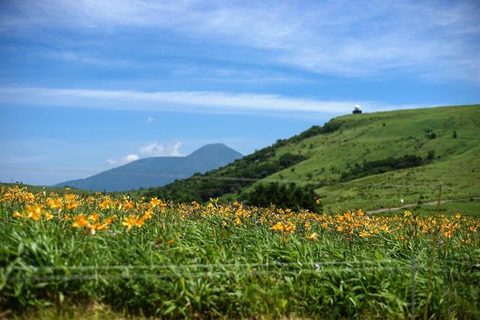 [写真]群生地から望む車山山頂の気象観測レーダーと蓼科山