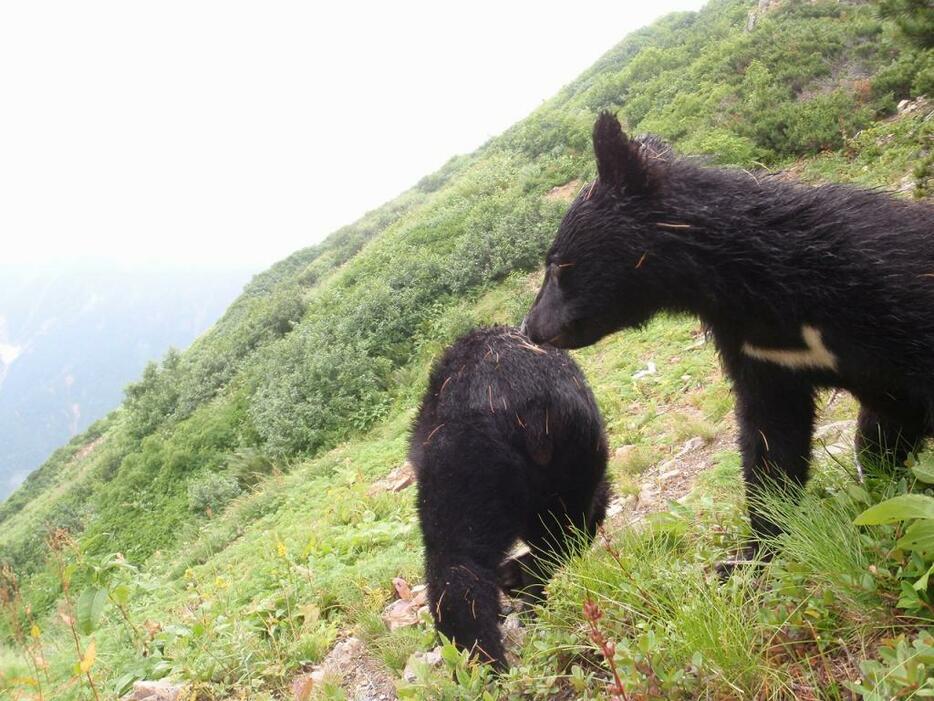 [写真]北アルプスのクマ（写真提供：長野県）