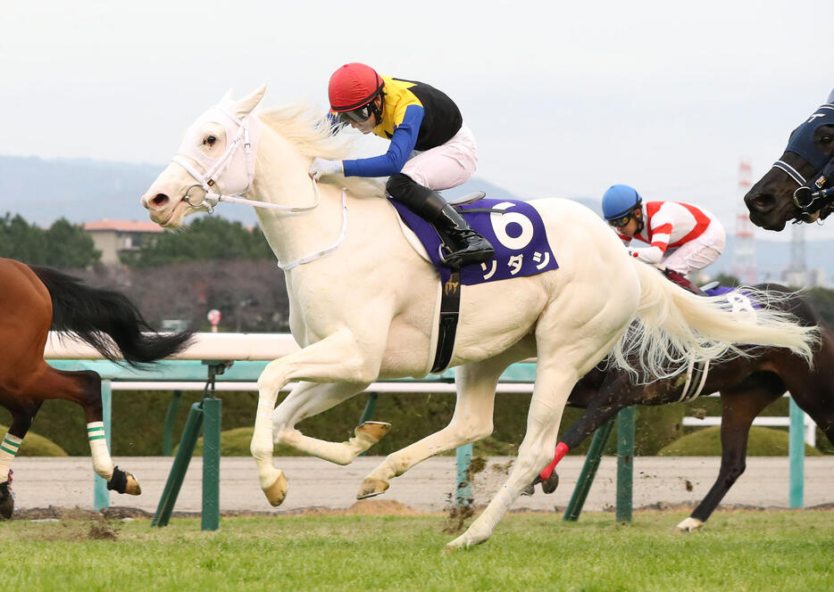 白毛馬として初のクラシック出走となるソダシが今日の桜花賞で1番人気に支持されている。ジンクスをはね返して勝てるのか？(写真・日刊スポーツ／アフロ）