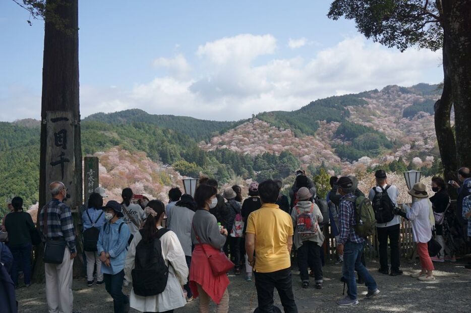 [写真]吉水神社から眺める「一目千本」＝2日午後1時半ごろ、奈良県吉野町で