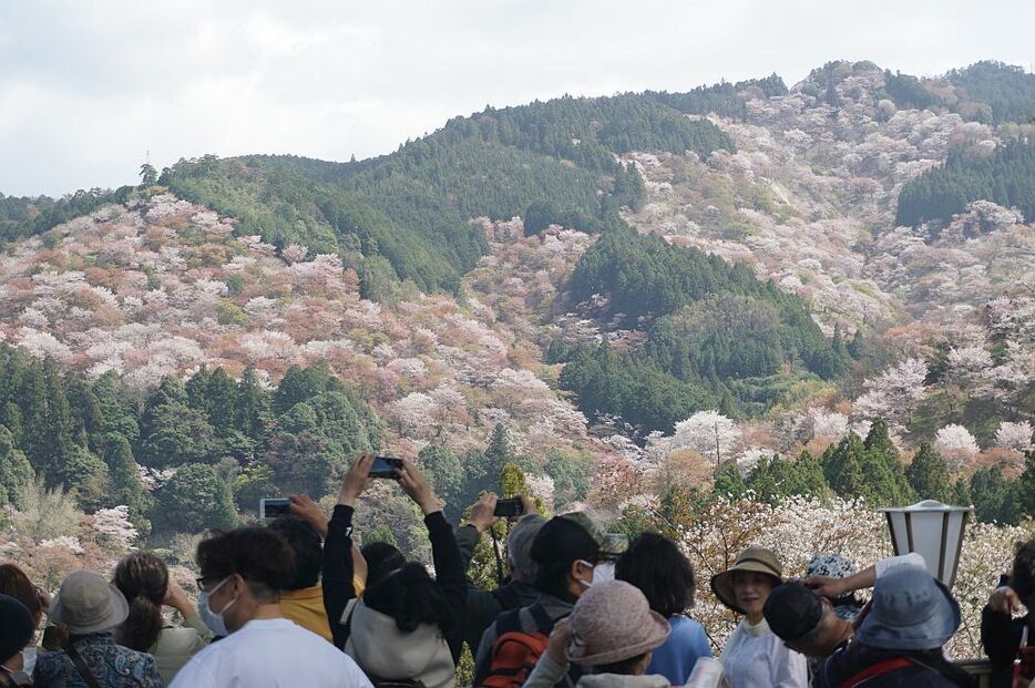 [写真]一目千本から眺める満開の桜に訪れた人もうっとり＝2日午後1時半ごろ、奈良県吉野町で