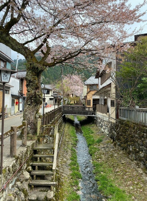 [写真]町中のいたる所に水路や小川がある郡上市八幡町（2021年4月3日午後3時半ごろ）