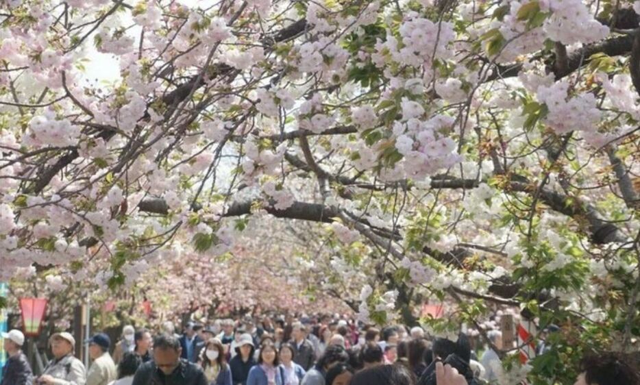 [写真]大阪・造幣局の「桜の通り抜け」は今年も中止が決まった＝2019年4月、大阪市北区で