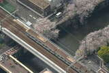 東急目黒線は目黒～不動前間で目黒川を渡る。東京メトロ9000系の目黒方面行きの列車が通過する。画面左下の「亀の甲橋」では桜を撮影する人の姿がちらほらと見える（2021年3月30日、吉永陽一撮影）。