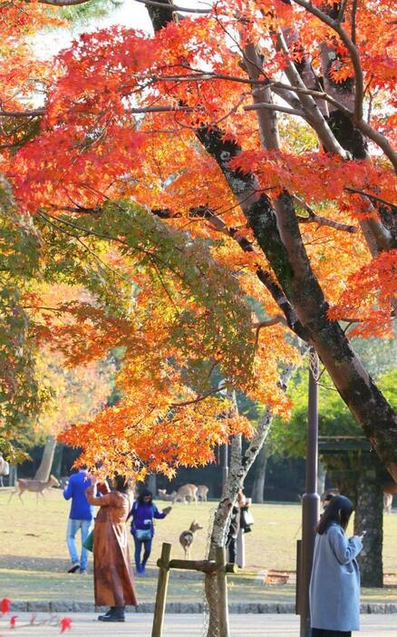 [写真]紅葉が見ごろをむかえ、多くの観光客らが撮影を楽しんでいた＝15日午後3時50分ごろ、奈良公園で（撮影：柳曽文隆）