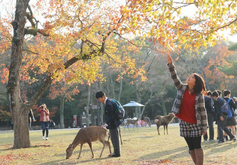 [写真]黄色も鮮やかな奈良公園、シカも多くの人にうれしそう？＝15日午後4時ごろ、奈良公園で（撮影：柳曽文隆）