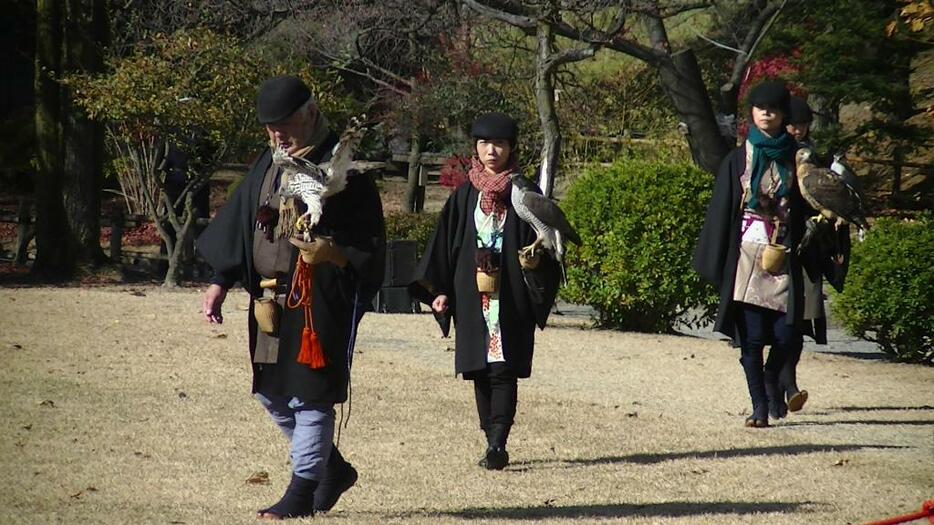 [写真]タカをその場の雰囲気に慣らす「輪回り」