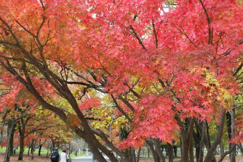 [写真]公園内で紅葉狩りを楽しむ人の姿が多く見られた＝20日午後、大阪府吹田市の万博記念公園で（撮影：柳曽文隆）