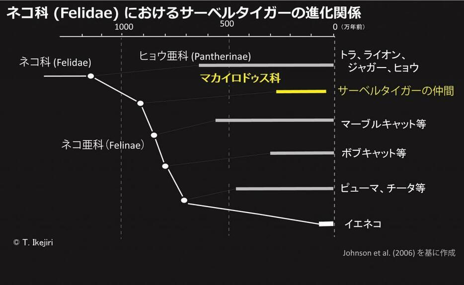 ネコ科（Felidae）におけるマカイロドゥス亜科（Machairodontinae）系のサーベルタイガーの進化系統関係。（イメージ作成：T. Ikejiri）