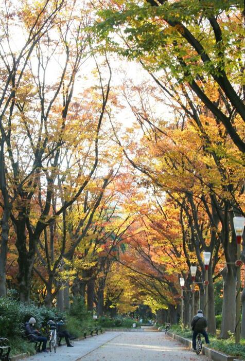 [写真]青空のもと紅葉が見ごろを迎えた靭公園。ベンチで読書を楽しむ人も＝24日午後、大阪市西区で（撮影：柳曽文隆）