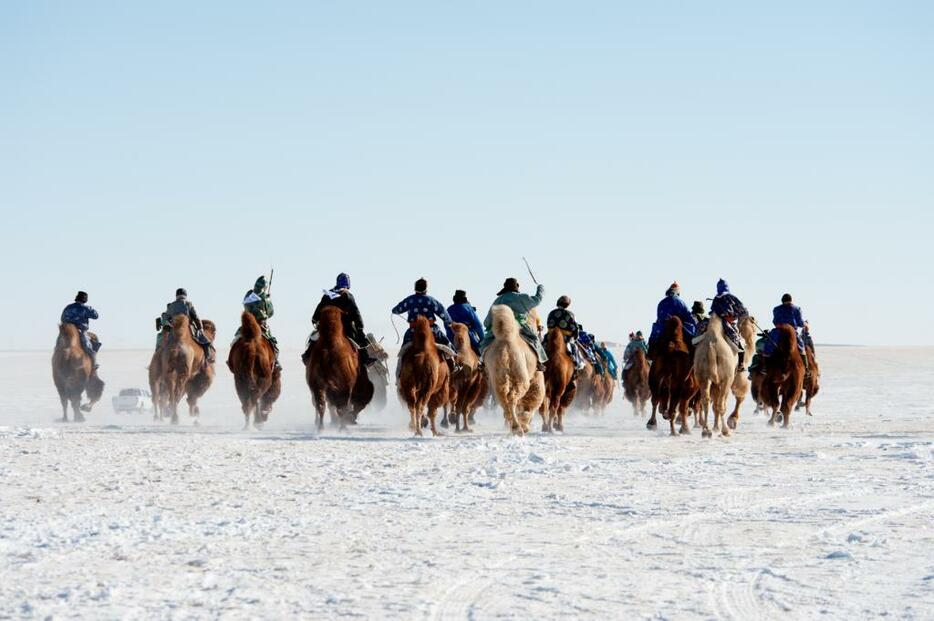 雪原を力強く走るラクダ＝シリンゴル盟・スニド・バロン・ホショー（2013年1月撮影）