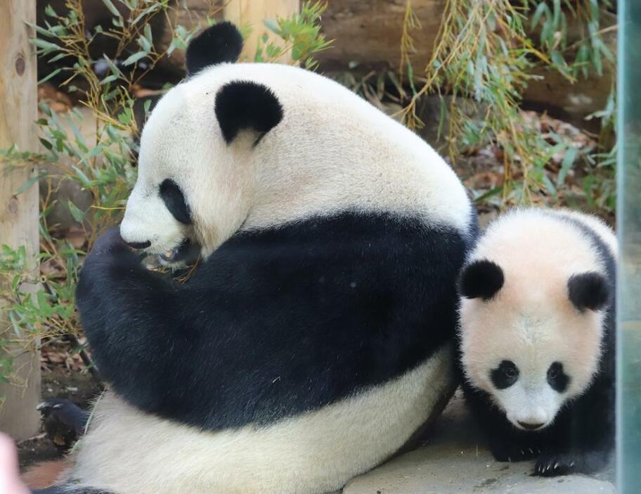 先着順の一般公開が始まった上野動物園の赤ちゃんパンダ「シャンシャン」（写真：つのだよしお/アフロ）