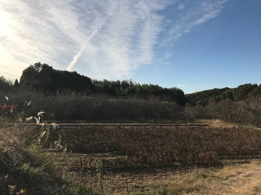 荒尾市の風景。手前は枝豆畑（撮影：村松まどか）