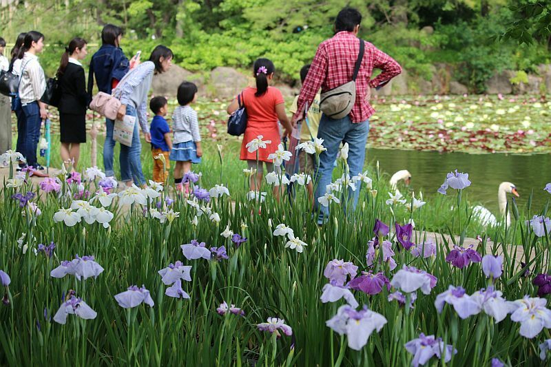 [写真]見ごろを迎えたハナショウブ園。そばの池には黄色のスイレンも咲き誇り、人気者のハクチョウが来ると手を振る見物客もいた=5日午後3時半ごろ、大阪市東住吉区で