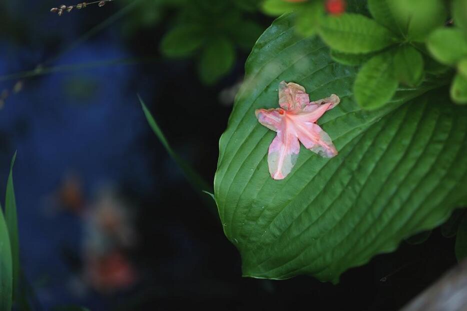 [写真]ツツジの季節が終わると、本格的な梅雨が始まる