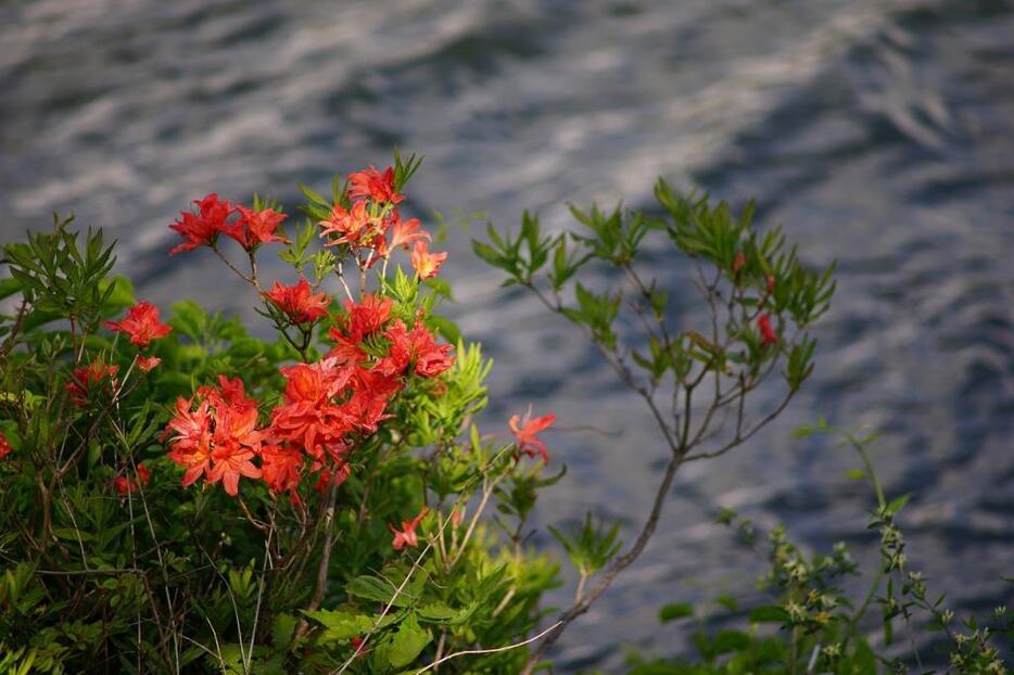 [写真]梅雨入り後の晴れ間、湖畔に輝くオレンジ色の花