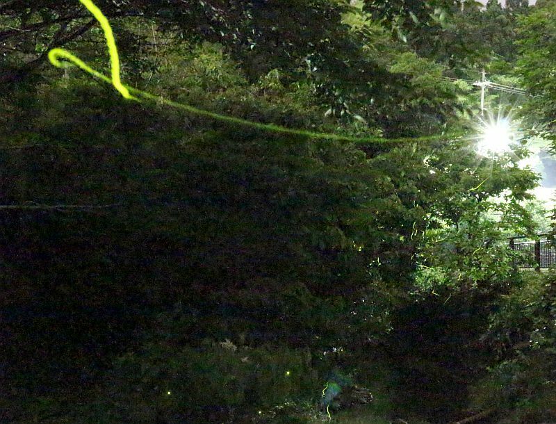 [写真]ほのかな輝きを放ちながら飛び交うホタル。多くの見物人が訪れていた=5月31日午後9時半ごろ、大阪府岸和田市で（約30秒露光）