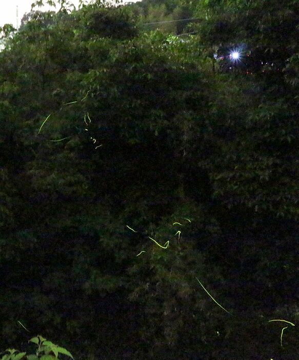[写真]暗い川の上をホタルが舞う=5月31日午後9時半ごろ、大阪府岸和田市で（約30秒露光）