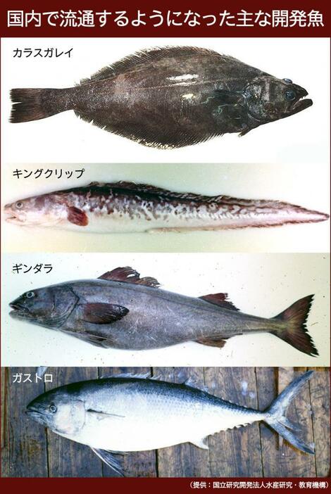 国内で流通するようになった主な開発魚（提供：国立研究開発法人水産研究・教育機構）