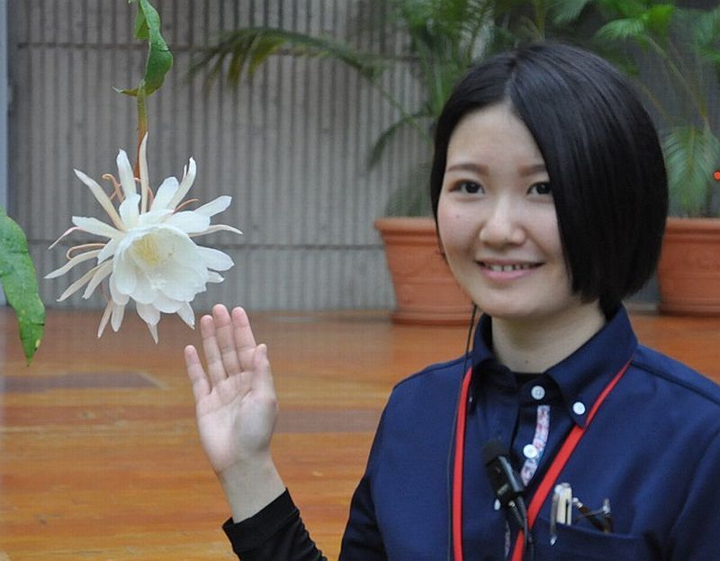 [写真]咲くやこの花館ではまぼろしの花「月下美人」が昼間、鑑賞できる＝大阪市鶴見区