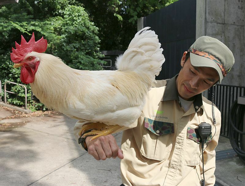 [写真]飼育担当の河合芳寛さんの手にとまる、幸運のニワトリの1羽「ヨシト」=6日、天王寺動物園で