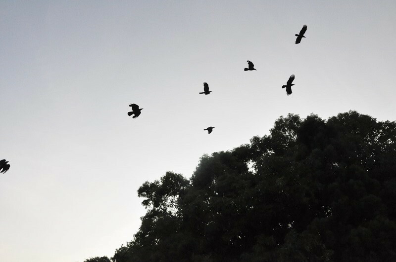 [写真]夕方集団で飛ぶカラス。羽ばたく姿は大きく感じるが、カラスも人が怖い