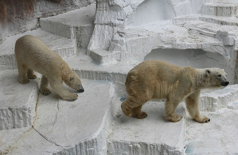 [写真]天王寺動物園の人気者バフィン（右）、モモの母娘=天王寺動物園で