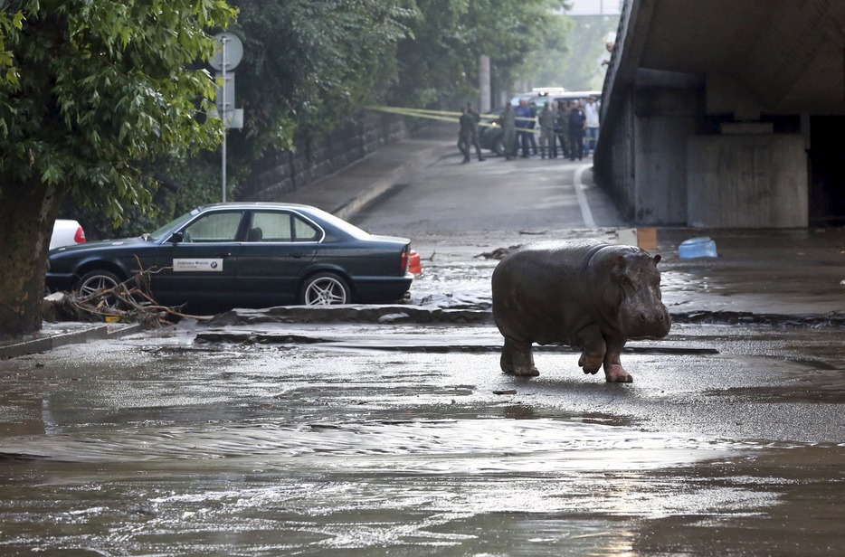 道路を闊歩（かっぽ）するカバ＝2015年6月14日（写真：ロイター/アフロ）