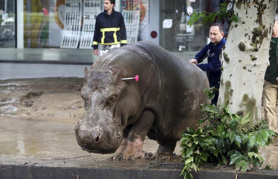 水没した動物園から逃げ出したカバ。このほかトラやライオン、クマ、オオカミも脱走＝2015年6月14日（写真：ロイター/アフロ）