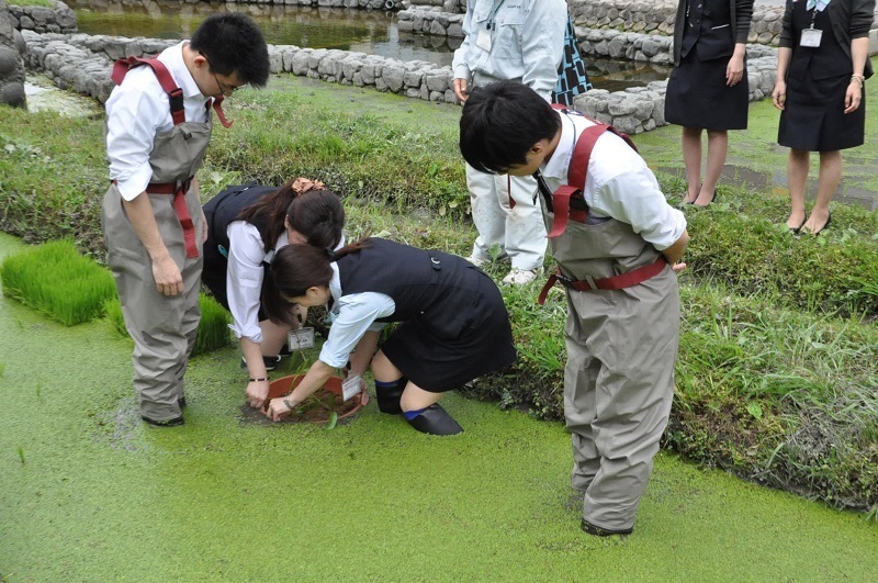 [写真]ミズアオイの株を田んぼの一隅に植え込む積水ハウスの社員たち。ミズアオイは水田を好んで生息する＝大阪市北区大淀中1「新梅田シティ」内にある「新・里山」