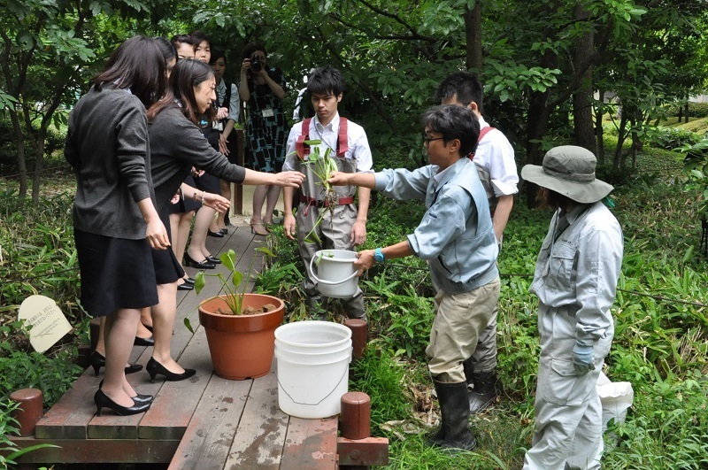 [写真]生きものたちが集まりやすいビオトープ池「里の奥池」にもミズアオイを植栽。薄紫色の花が楽しみだ