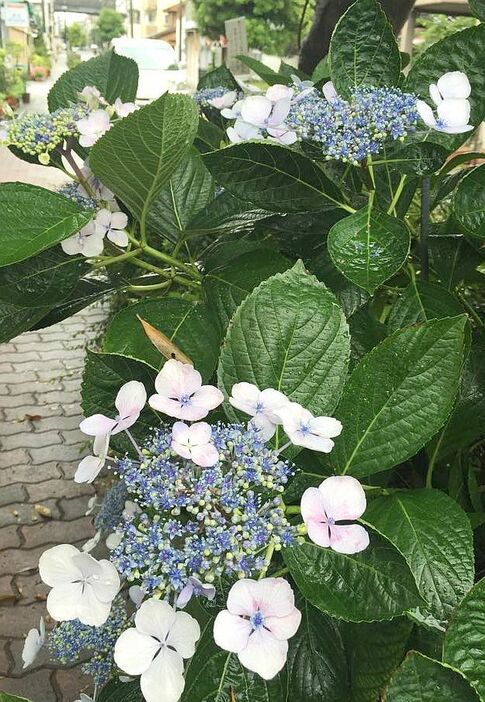 [写真]朝から雨模様の大阪市内。だんだんアジサイの花も開いてきた＝3日午前、大阪市東住吉区で