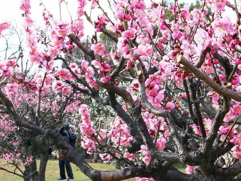 [写真]梅の花を撮ろうと多くのカメラマンが寒い中、撮影を楽しんでいた=21日午後3時すぎ、大阪市東住吉区で