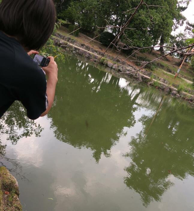 佐賀の水路兼ため池にアリゲーター・ガーと思われる魚影が出現（著者提供）