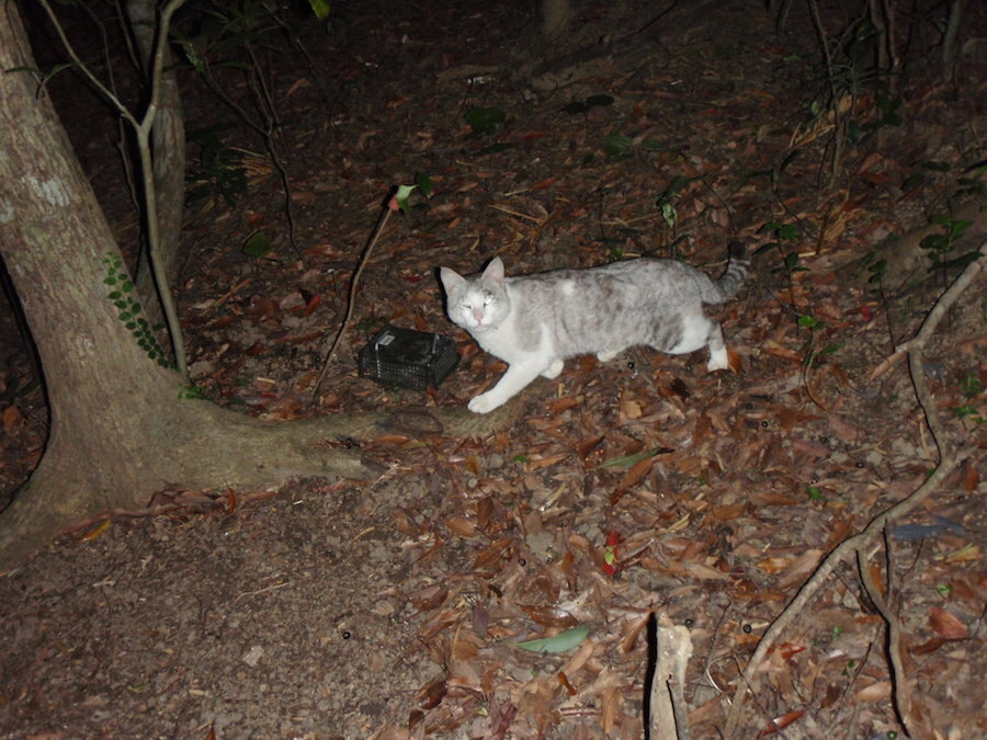 山中で確認されたネコ(環境省奄美野生生物保護センター提供)