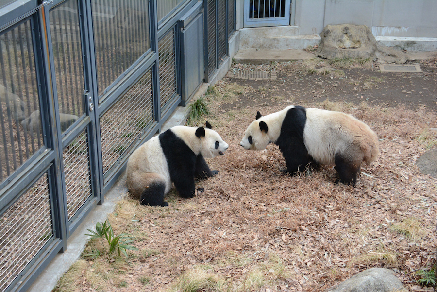 パンダ2頭の同居（左シンシン、右リーリー）（2017年2月27日撮影）(公財)東京動物園協会提供