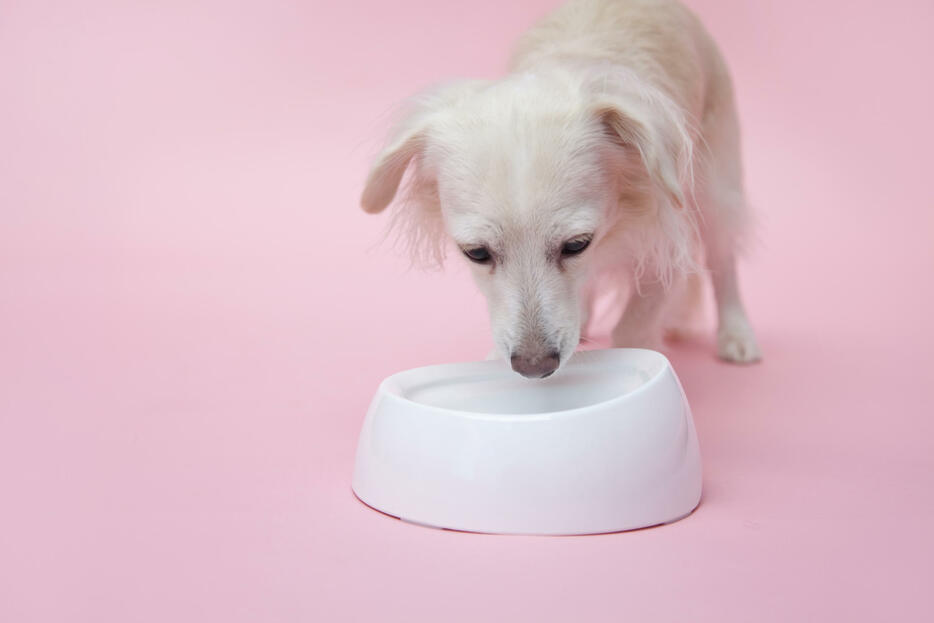 チワワとダックスフンドのミックス犬であるチワックス（写真：Paylessimages／イメージマート）