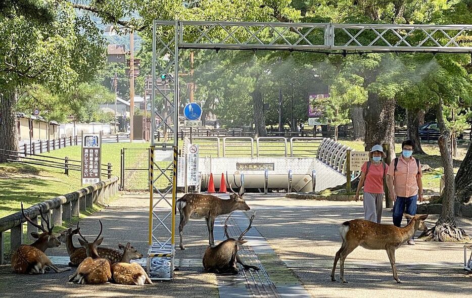 [写真]奈良公園に設置されたミストシャワー下で涼をとるシカたち＝27日午後1時ごろ、奈良県奈良市で