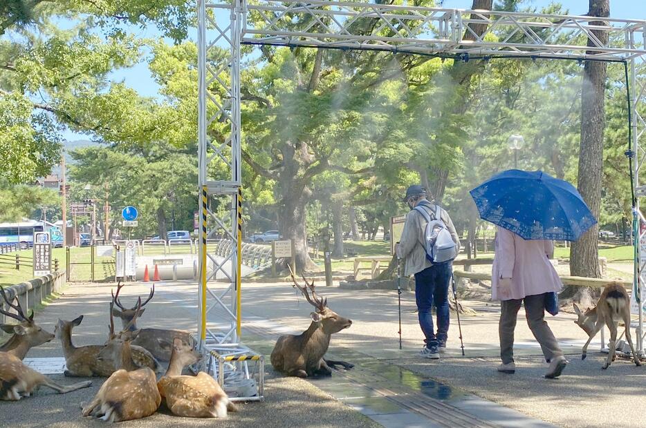 [写真]奈良公園に設置されたミストシャワーで涼をとるシカたち。水がかかる方向にシカが集中しているのがわかる。シカが気持ちよさそうに目を細める姿をみて、通行人からは笑みがこぼれていた＝27日午後1時ごろ、奈良県奈良市で