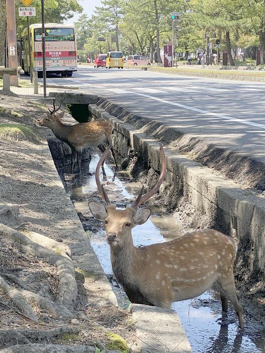 [写真]溝で涼むシカもいたが、泥水がたまっているためか少なかった＝27日午後1時すぎ、奈良県奈良市で