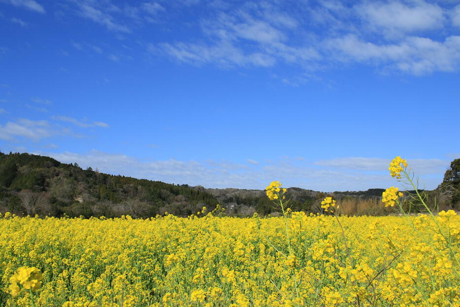 房総半島の菜の花は観光客の目を楽しませている (c)Adobe Photo Stock