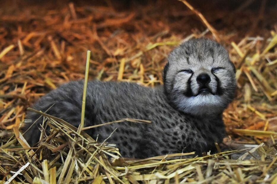 [写真]アドベンチャーワールドで15年ぶりに誕生したチーターの赤ちゃん。愛らしい表情が印象的だ＝7月29日、和歌山県白浜町で（写真提供：アドベンチャーワールド）