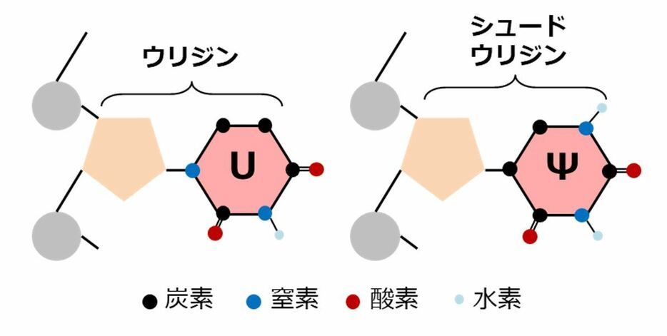 [図3]ウリジン、シュードウリジンの簡易図。化学的な修飾によって原子の並び方が少しだけ異なっている。シュードウリジンは体内ではtRNAという種類のRNAによく見られる