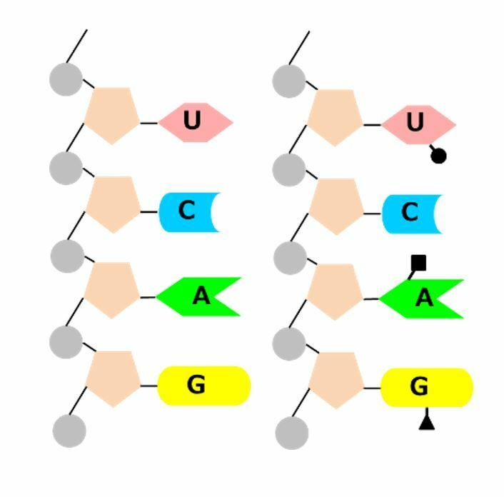 [図2]RNA略図。丸形はリン酸、五角形は糖、アルファベットが書かれているのが塩基。左側は修飾のない細菌のRNAや人工RNA。右側は修飾のある哺乳類のRNA