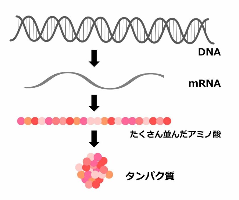 [図1]DNAが持つ情報からタンパク質が作られるまで。この仕組みの発見は1968年にノーベル生理学医学賞を受賞している