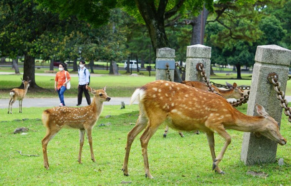 [写真]親ジカについていく奈良公園の子ジカ＝20日午後4時すぎ、奈良県奈良市で