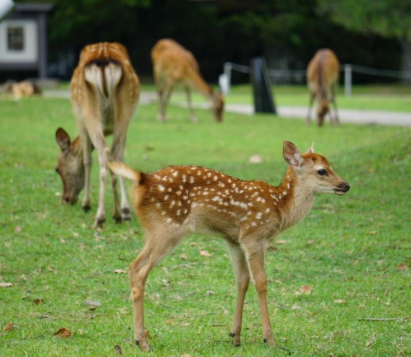 [写真]猛暑日での公園デビューを果たした子ジカの一頭。親ジカについていく姿が愛らしい＝20日午後4時ごろ、奈良県奈良市で