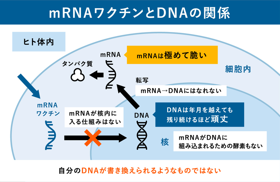 mRNAワクチンとDNAの関係（画像制作：Yahoo! JAPAN）