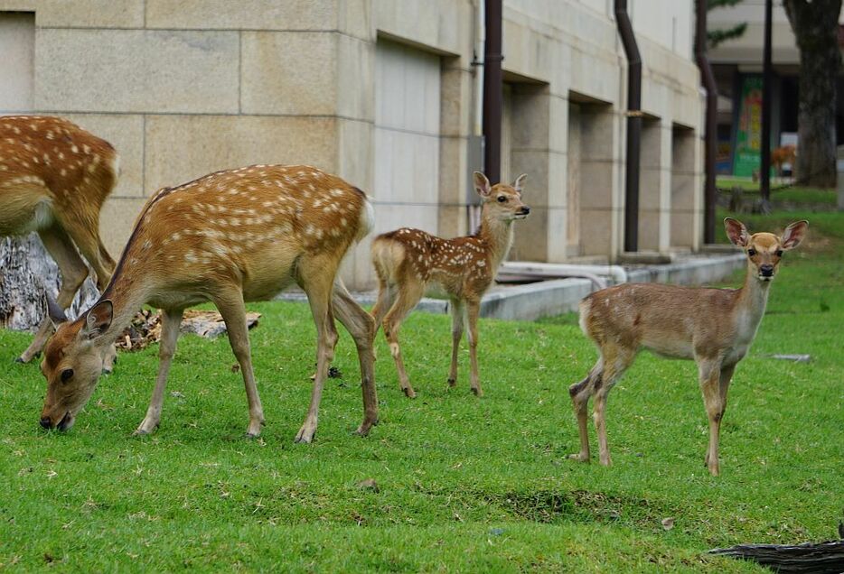 広い奈良公園を歩き、草を食べるシカの親子